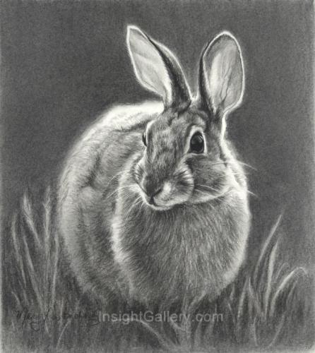 Cottontail by Mary Ross Buchholz